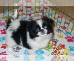 Small Photo #1 Japanese Chin Puppy For Sale in ORO VALLEY, AZ, USA