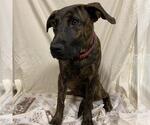 Small Mastiff Mix