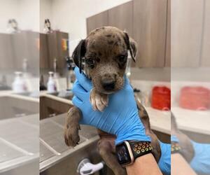 Catahoula Leopard Dog Dogs for adoption in Baytown, TX, USA