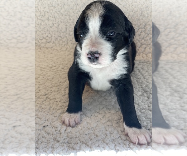 Medium Photo #7 Aussiedoodle-Bernedoodle Mix Puppy For Sale in BOISE, ID, USA