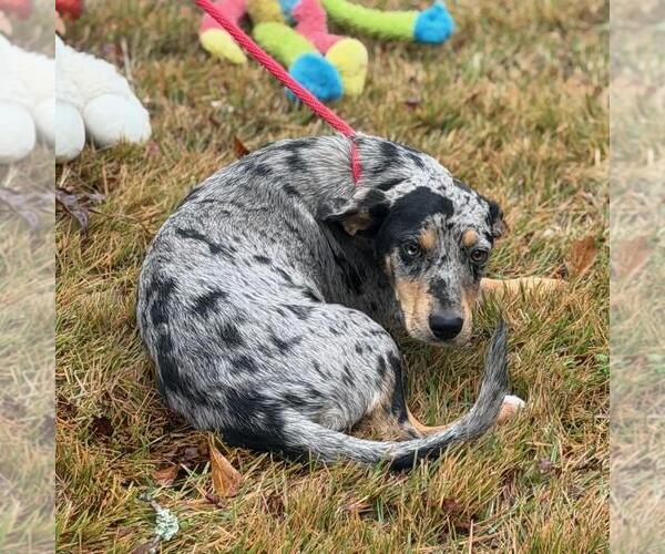 Medium Photo #2 Catahoula Leopard Dog-Labrador Retriever Mix Puppy For Sale in Yardley, PA, USA