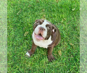 English Bulldog Dog for Adoption in HOLLYWOOD, Florida USA