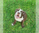 Small English Bulldog
