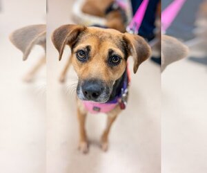 Beagle-Unknown Mix Dogs for adoption in Mundelein, IL, USA
