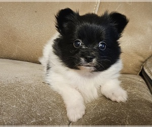 Papillon Puppy for sale in FULTON, MO, USA