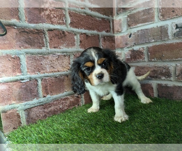 Medium Photo #12 Cavalier King Charles Spaniel Puppy For Sale in CLARK, MO, USA