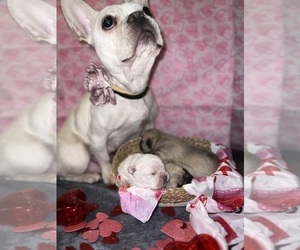 French Bulldog Puppy for sale in MENTOR, OH, USA