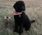 Small Photo #1 Golden Mountain Doodle Puppy For Sale in TULSA, OK, USA