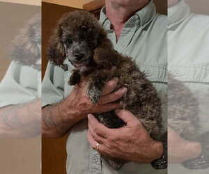 Poodle (Toy) Puppy for sale in ORANGE PARK, FL, USA