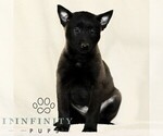 Small #3 Belgian Malinois