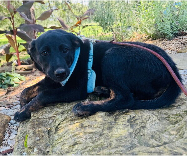 Medium Photo #3 Australian Shepherd-Unknown Mix Puppy For Sale in Claremore, OK, USA