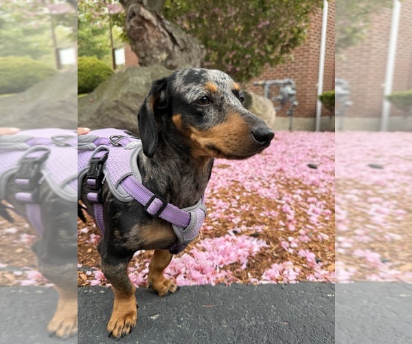 Medium Photo #1 Dachshund Puppy For Sale in ANDOVER, MA, USA