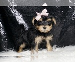 Small #4 Morkie