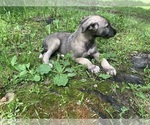 Small #1 Irish Wolfhound