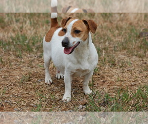 Mother of the Jack Russell Terrier puppies born on 05/23/2019