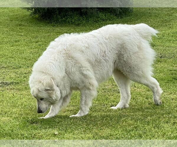 Medium Photo #5 Great Pyrenees Puppy For Sale in Dallas, TX, USA