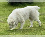 Small #4 Great Pyrenees