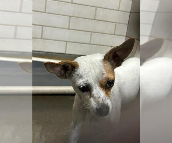 Medium Photo #1 Chihuahua Puppy For Sale in Stockton, CA, USA