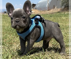 French Bulldog Puppy for sale in COLORADO SPRINGS, CO, USA