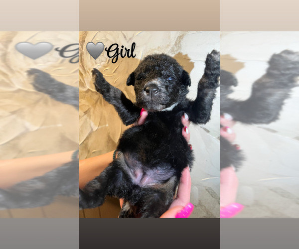 Medium Photo #9 Native American Indian Dog-Schnauzer (Giant) Mix Puppy For Sale in AMARILLO, TX, USA