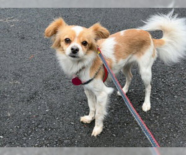 Medium Photo #3 Chihuahua-Unknown Mix Puppy For Sale in Bellevue, WA, USA