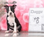 Small Photo #4 Boston Terrier Puppy For Sale in BEL AIR, MD, USA