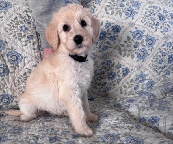 Medium Photo #2 Schnoodle (Giant) Puppy For Sale in ANDERSON, CA, USA