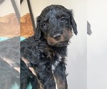 Puppy Brownie Bernedoodle mix (+ Poodle Standard)