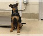 Small Black and Tan Coonhound Mix