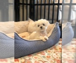 Small Photo #3 Maltese Puppy For Sale in CHANTILLY, VA, USA