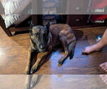 Small #9 Mutt