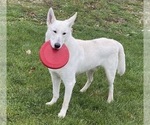 Small Photo #1 German Shepherd Dog Puppy For Sale in CARDINGTON, OH, USA