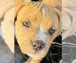 Small #1 American Bully