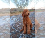 Small Photo #1 Goldendoodle (Miniature) Puppy For Sale in GLENDALE, AZ, USA