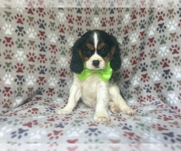Medium Photo #3 Cavalier King Charles Spaniel Puppy For Sale in LAKELAND, FL, USA