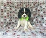Small #2 Cavalier King Charles Spaniel