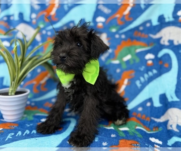 Medium Photo #3 Schnauzer (Miniature) Puppy For Sale in LAKELAND, FL, USA