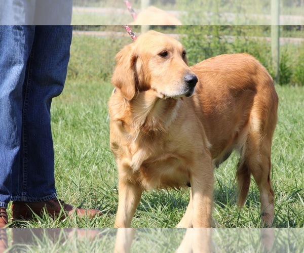 Medium Photo #1 Golden Retriever Puppy For Sale in NEOLA, WV, USA