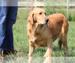 Mother of the Golden Retriever puppies born on 10/18/2025