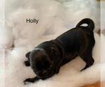 Small Photo #1 Pug Puppy For Sale in BRIDGEWATER, VA, USA