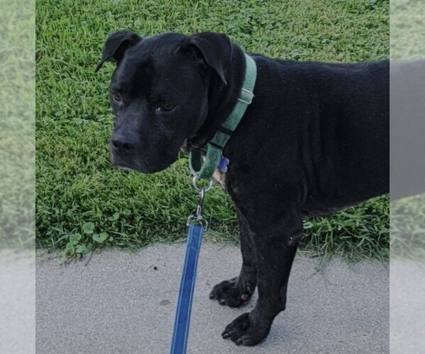 Medium Photo #8 American Pit Bull Terrier Puppy For Sale in Fargo, ND, USA