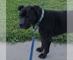 Small #7 American Pit Bull Terrier