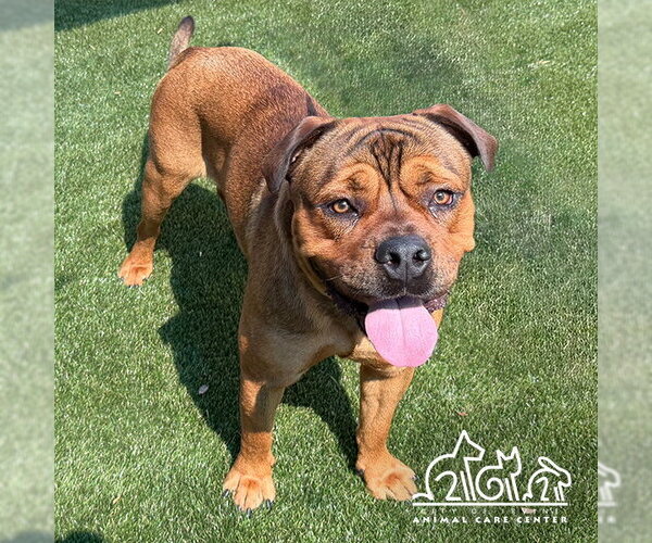 Medium Photo #1 Mastiff-Unknown Mix Puppy For Sale in Irvine, CA, USA
