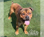 Small Mastiff Mix
