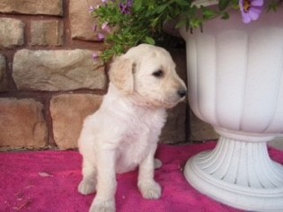 Goldendoodle-Poodle (Standard) Mix Puppy for sale in MILLERSBURG, OH, USA