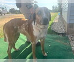 Small Catahoula Leopard Dog Mix