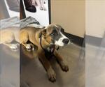Small Black Mouth Cur Mix