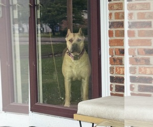 Mother of the Cane Corso puppies born on 06/21/2026