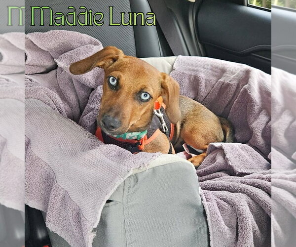 Medium Photo #4 Dachshund Puppy For Sale in San Antonio, TX, USA