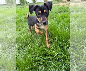Mutt Dogs for adoption in Coralville, IA, USA